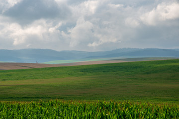 endless fields of corn under foggy sky with rain clouds