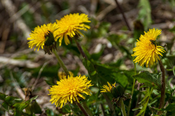 yellow dandelion flowers in green meadow