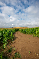 endless fields of corn under foggy sky with rain clouds