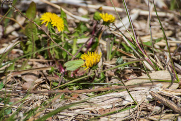 yellow dandelion flowers in green meadow