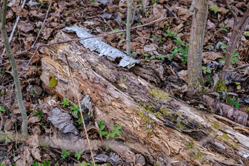 old dry tree trunks and stomps in green spring forest