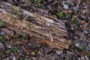 old dry tree trunks and stomps in green spring forest