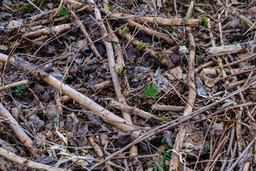 old dry tree trunks and stomps in green spring forest