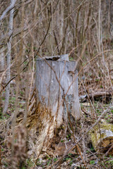 old dry tree trunks and stomps in green spring forest