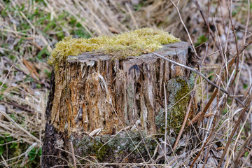 old dry tree trunks and stomps in green spring forest