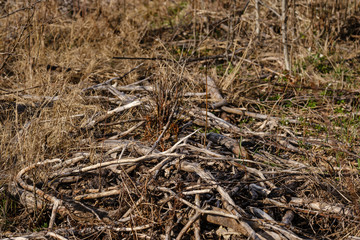old dry tree trunks and stomps in green spring forest