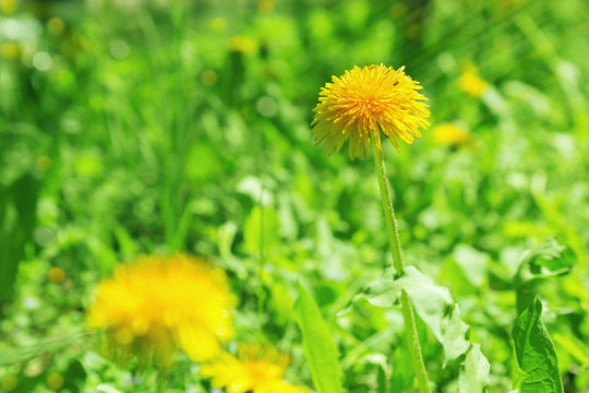 Beautiful yellow dandelion under the rays of a bright sun on a sunny day. Blossoming dandelion on a blurred green background. Soft focus. Natural background. Copy space.