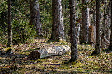 old dry tree trunks and stomps in green spring forest
