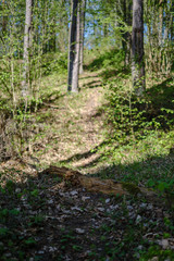 pine tree trunks in forest with old markings under the bark
