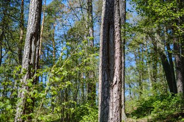 pine tree trunks in forest with old markings under the bark