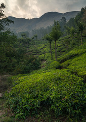 Obraz premium munnar tea plantation at sunset kerala india green vertical