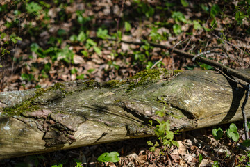 old dry tree trunks and stomps in green spring forest