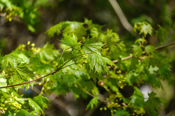 young fresh green mapple tree leaf on blue sky background