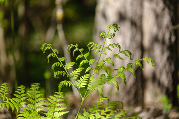 fresh young tree leaves in spring