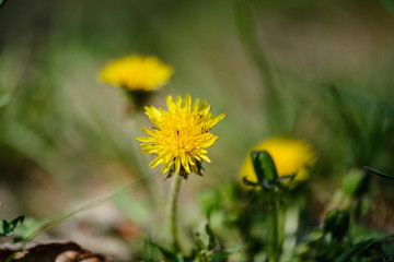 yellow dandelion flowers in green meadow