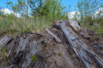 old dry tree trunks and stomps in green spring forest