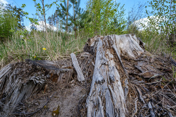 old dry tree trunks and stomps in green spring forest