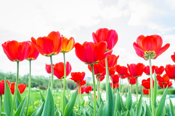 Blooming tulips in spring