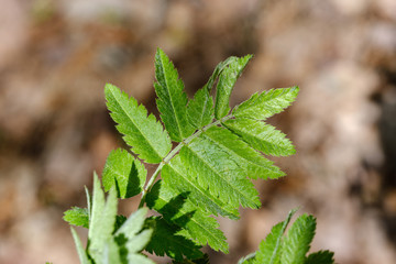 fresh green rovan tree leaf