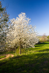 Spring rural landscape in village