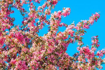Fototapeta na wymiar Pink flowers blossoming apple tree on blue sky background.