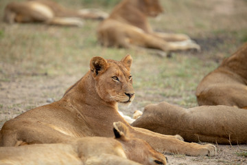 A beautiful pride of lions photographed in southern africa doing their business.
