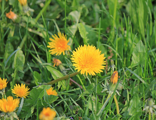 bright dandelion