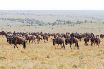 Fototapeta na wymiar Wildebeest near the Mara River in the migration season in the Masai Mara Game Reserve in Kenya