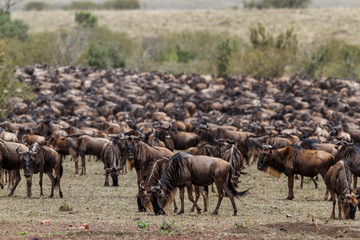 Naklejka na ściany i meble Wildebeest near the Mara River in the migration season in the Masai Mara Game Reserve in Kenya