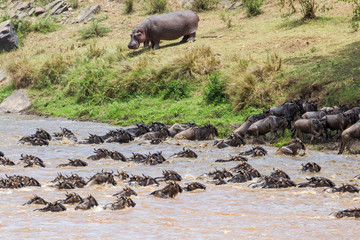 wildebeest crossing yhe Mara River in the migration season in the Masai Mara Game Reserve in Kenya