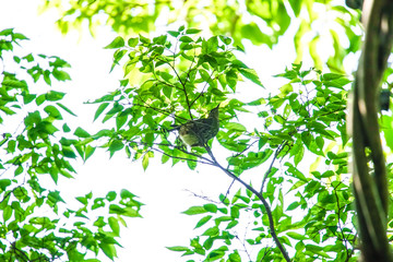めじろのイメージ（神奈川県大和市）