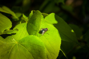 Mucha na liściu  © Mariusz Stoszewski