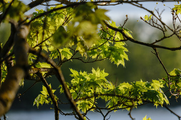 young fresh green mapple tree leaf on blue sky background