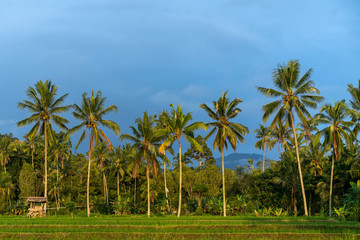 Obraz na płótnie Canvas rice field and palm trees at sunset