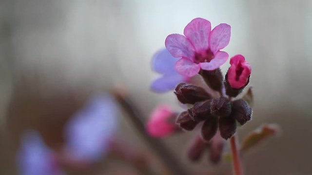 macro footage of a pink colored flower and buds of unspotted lungwort, Pulmonaria obscura rocking in the wind, soft shadowless spring day in a wood, blurred background