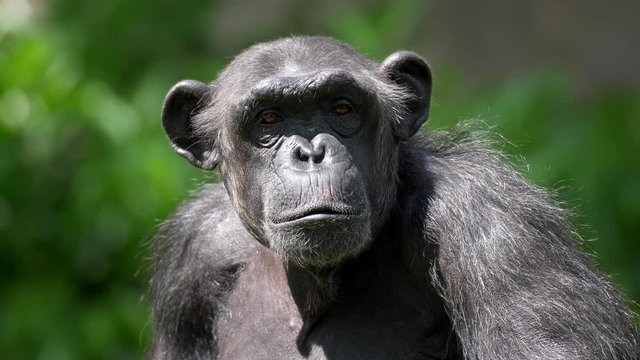 Close-up shot of an ape surrounded by blurred rich flora during a bright sunny day. The chimpanzee taking a long sad glance, turning its head aside and then again looking ahead. UHD
