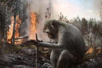 Pyromaniac monkey setting fire in the forest. Deforestation, danger, environment.