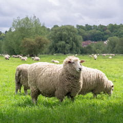 Sheep grazing in the medow next to Salisbury Cathedral