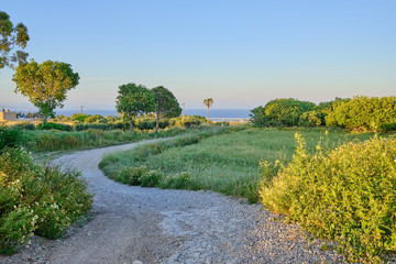 dirt road with meadow and trees on the sides leading down to the sea