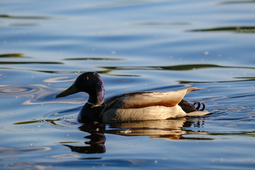 mallard ducks swimming in river under the trees in sunset