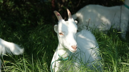 domestic goats on pasture grass and sunny day