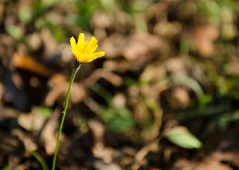 zółty kwiat