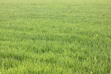 Natural green background with juicy spring green grass