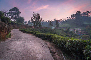 munnar tea plantation at sunset kerala india green