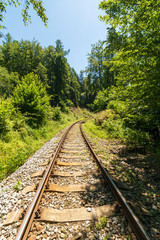 view of rails in the forest