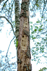 old dry tree trunks and stomps in green spring forest
