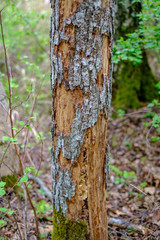 old dry tree trunks and stomps in green spring forest
