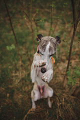 Whippet dog put his paws on his face