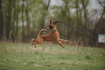 irish terrier dog fun jumping and catching a disc in competitions