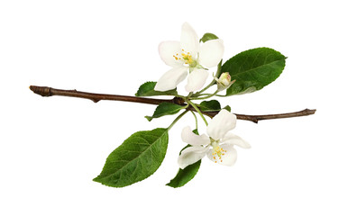 Fresh flowers and buds of apple tree
